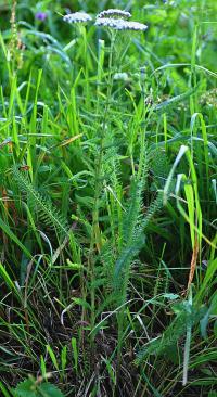 Achillea millefolium subsp. millefolium