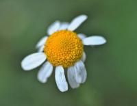 Matricaria maritima subsp. inodora