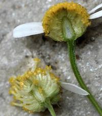 Matricaria maritima subsp. inodora