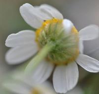 Matricaria maritima subsp. inodora