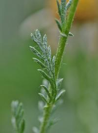 Matricaria maritima subsp. maritima