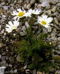 Matricaria maritima subsp. maritima