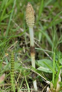 Equisetum telmateia