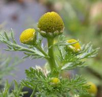 Chamomilla suaveolens