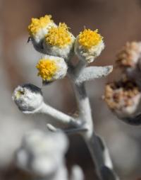 Otanthus maritimus