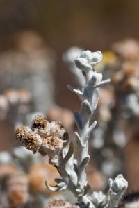 Otanthus maritimus