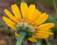 Chrysanthemum segetum