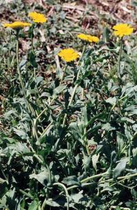 Chrysanthemum segetum