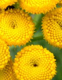 Tanacetum vulgare