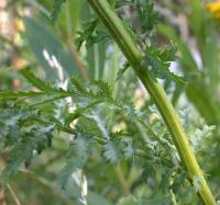 Tanacetum vulgare