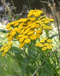 Tanacetum vulgare