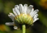 Leucanthemum pallens