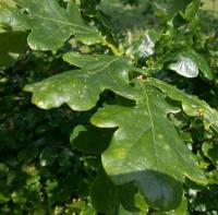 Quercus robur subsp. robur