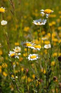 Leucanthemum pallens