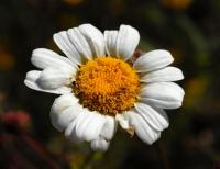 Leucanthemum pallens