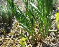 Leucanthemum pallens