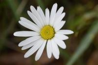 Leucanthemum vulgare subsp. eliasii