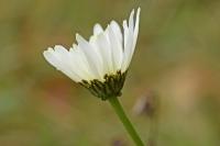 Leucanthemum vulgare subsp. eliasii