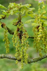 Quercus robur subsp. robur