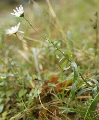 Leucanthemum vulgare subsp. eliasii