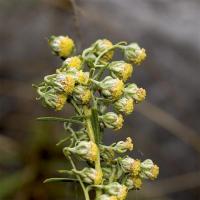 Artemisia alba