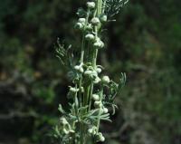 Artemisia alba