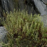 Artemisia alba