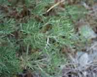 Artemisia alba