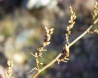 Artemisia campestris