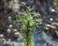 Artemisia campestris