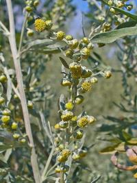 Artemisia absinthium