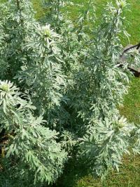 Artemisia absinthium