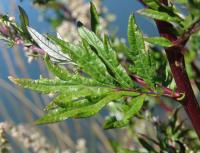 Artemisia vulgaris