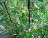 Artemisia vulgaris