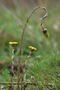 Tussilago farfara