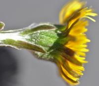 Tussilago farfara