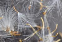 Tussilago farfara