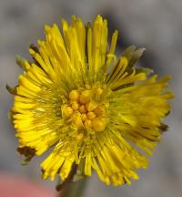 Tussilago farfara