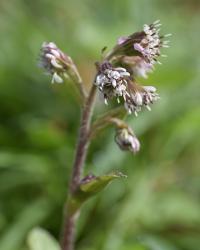 Petasites fragans