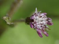 Petasites fragans