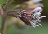 Petasites fragans