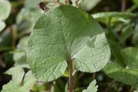 Petasites fragans