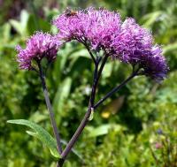 Adenostyles alliariae subsp. hybrida