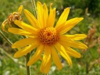 Arnica montana