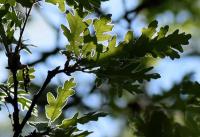 Quercus pyrenaica