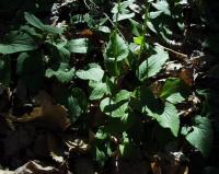 Doronicum pardalianches