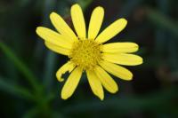 Senecio inaequidens