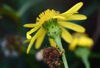 Senecio inaequidens