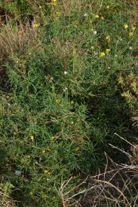 Senecio inaequidens