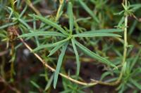 Senecio inaequidens